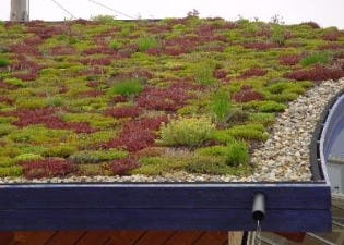 Platte daken worden groendaken in Antwerpen