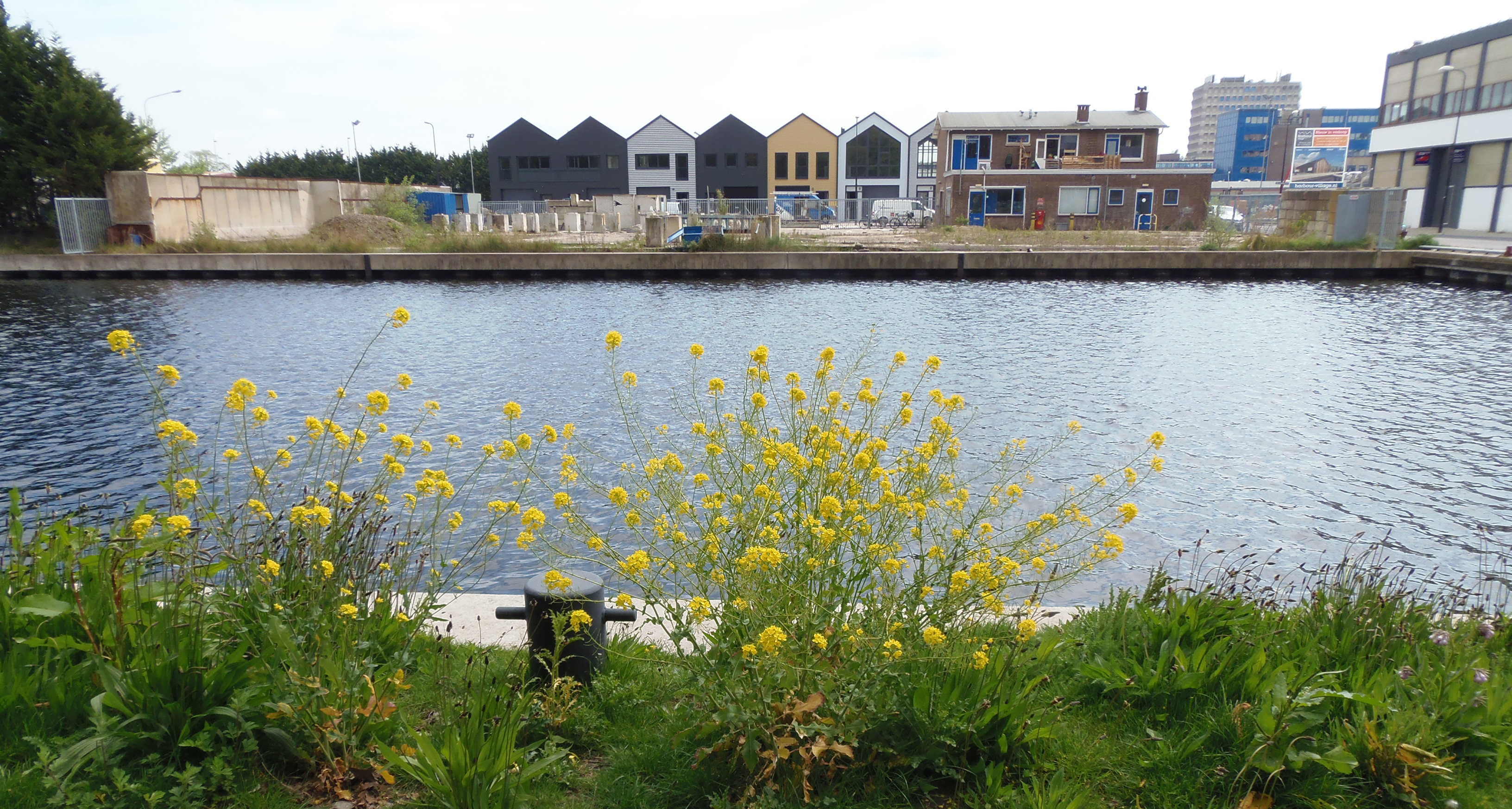 Plaspoelpolder Rijswijk