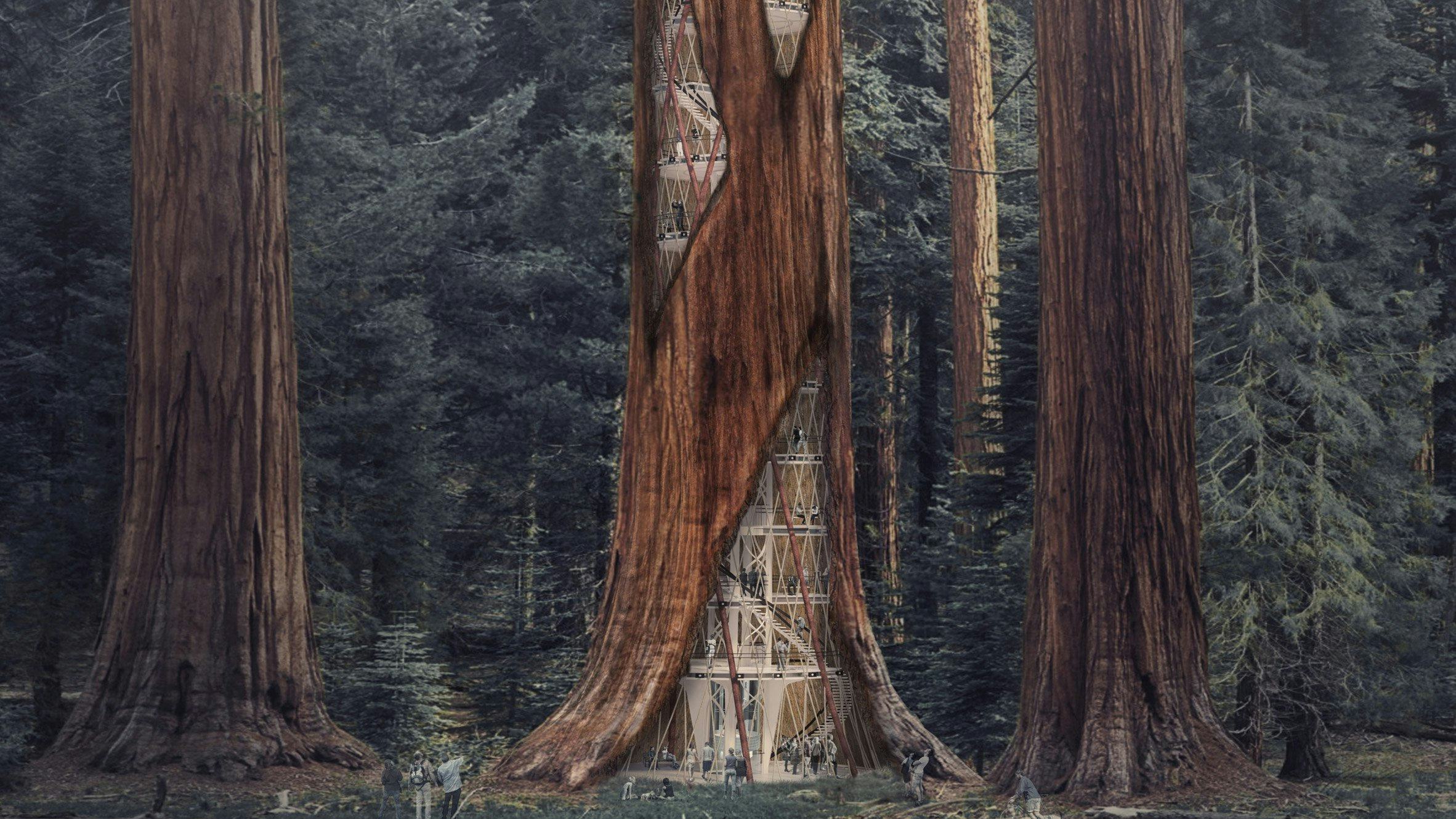 Render Ster: Kansen voor afstervende sequoias