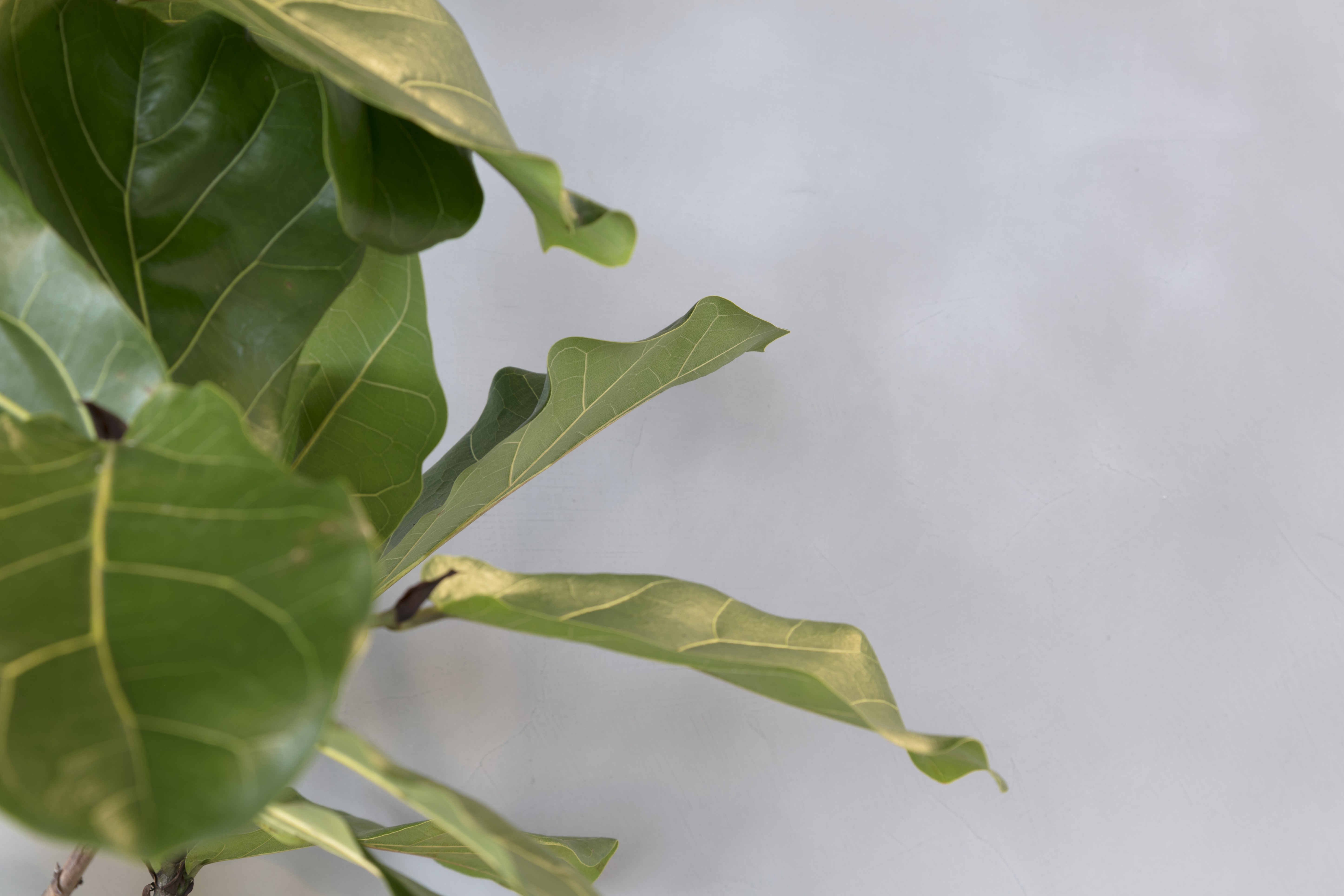 Urban Jungle Groothandelsgebouw, Rotterdam - Kraaijvanger Architects, Green Fortune