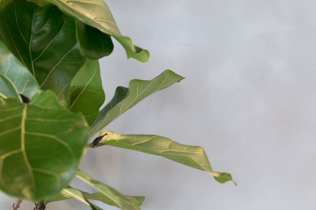 Urban Jungle Groothandelsgebouw, Rotterdam - Kraaijvanger Architects, Green Fortune