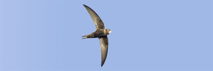 Beeld: Harvey van Diek