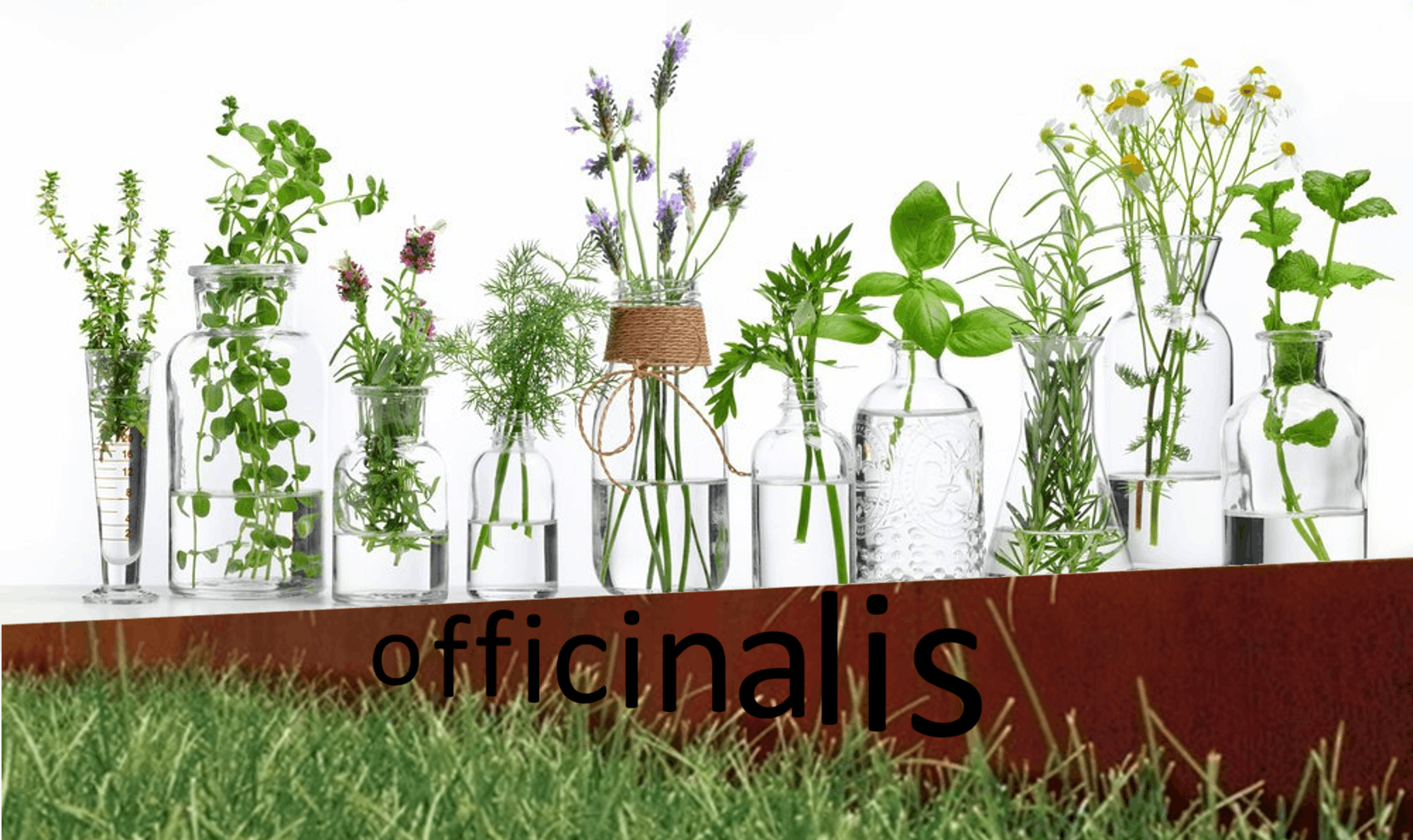 Officinalis door Arlien van der Kleijn wint ideeënwedstrijd Hartlijn