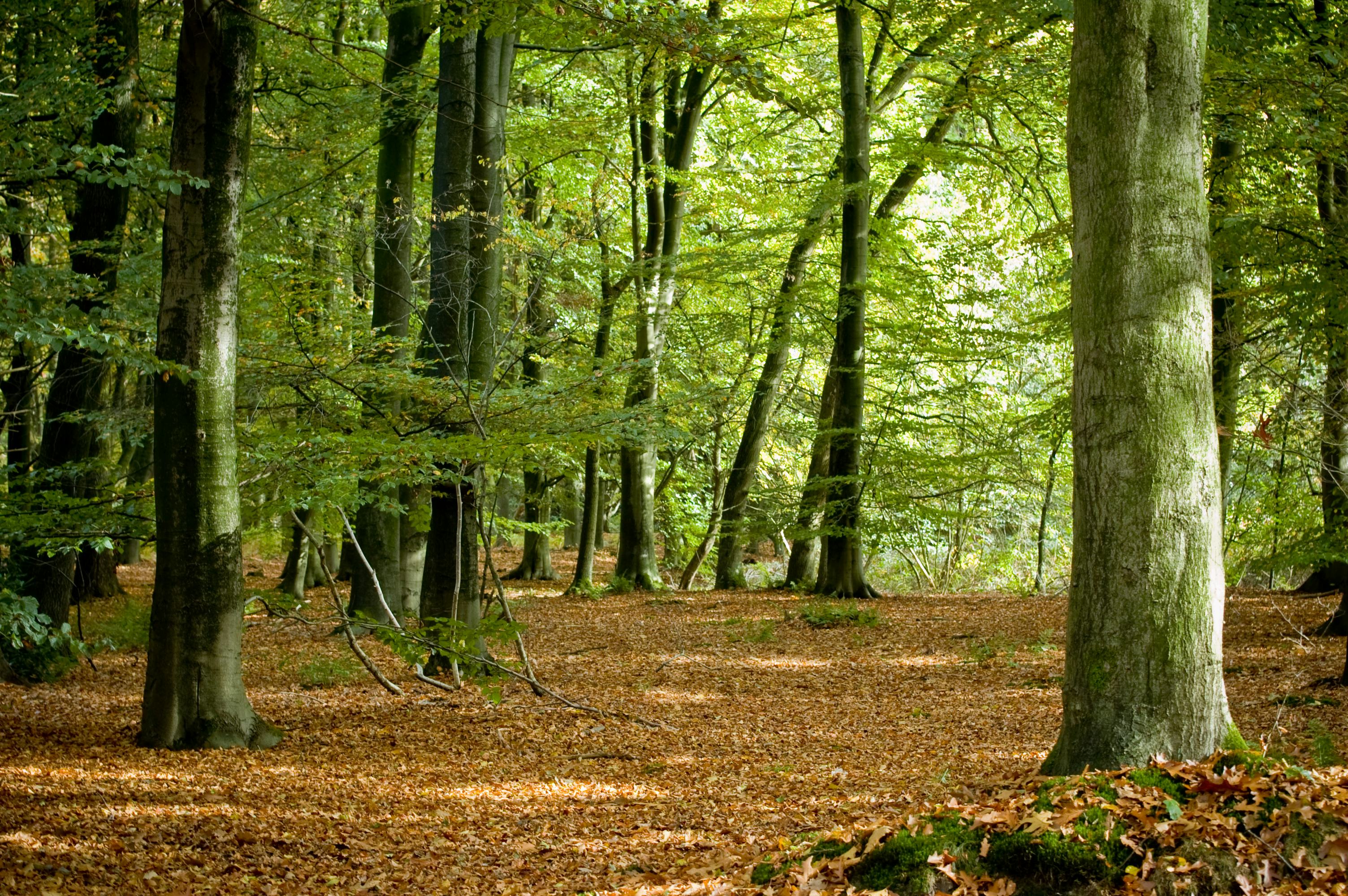 Bos in Nederland, beeld  Shutterstock