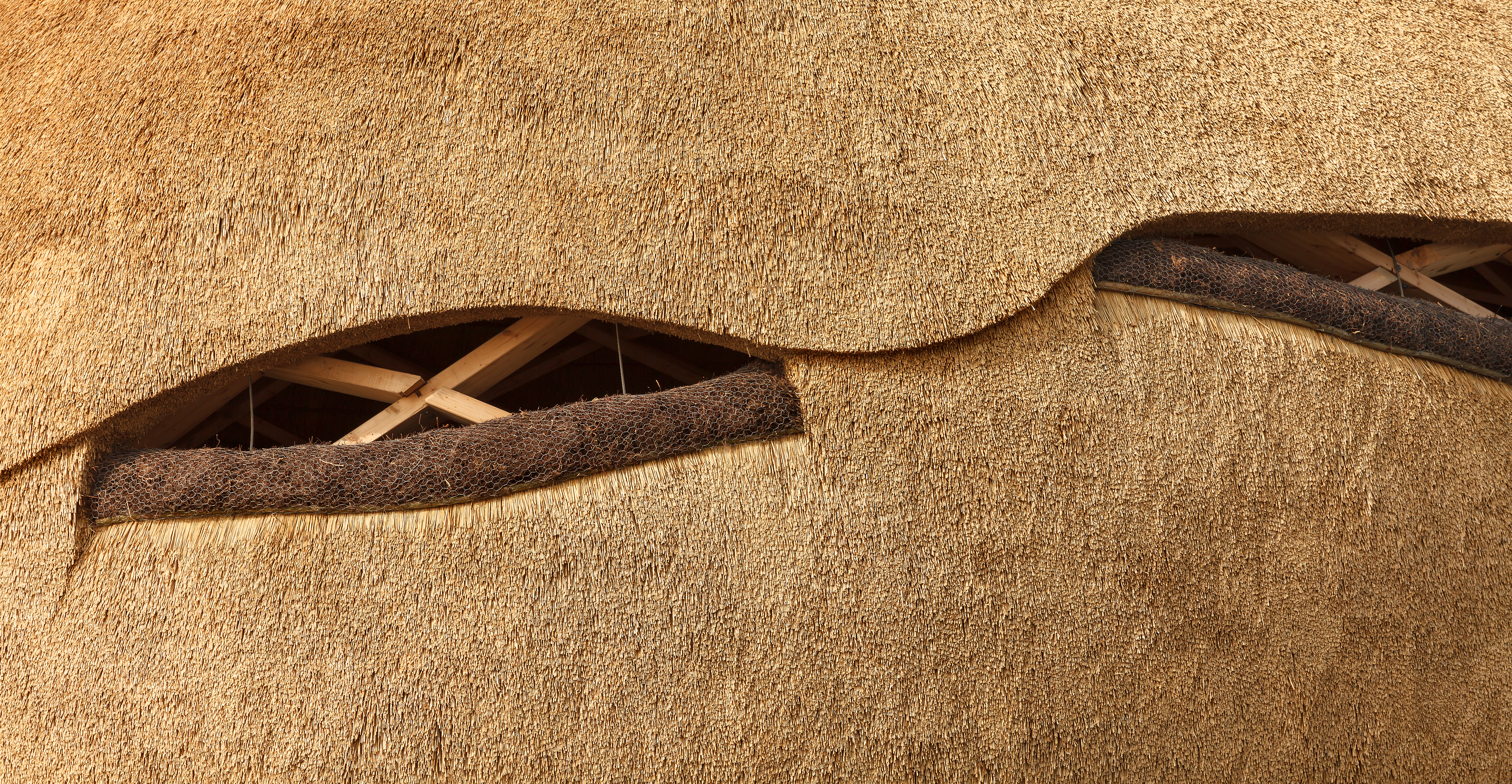 detail riet met  heide, foto Katja Effting