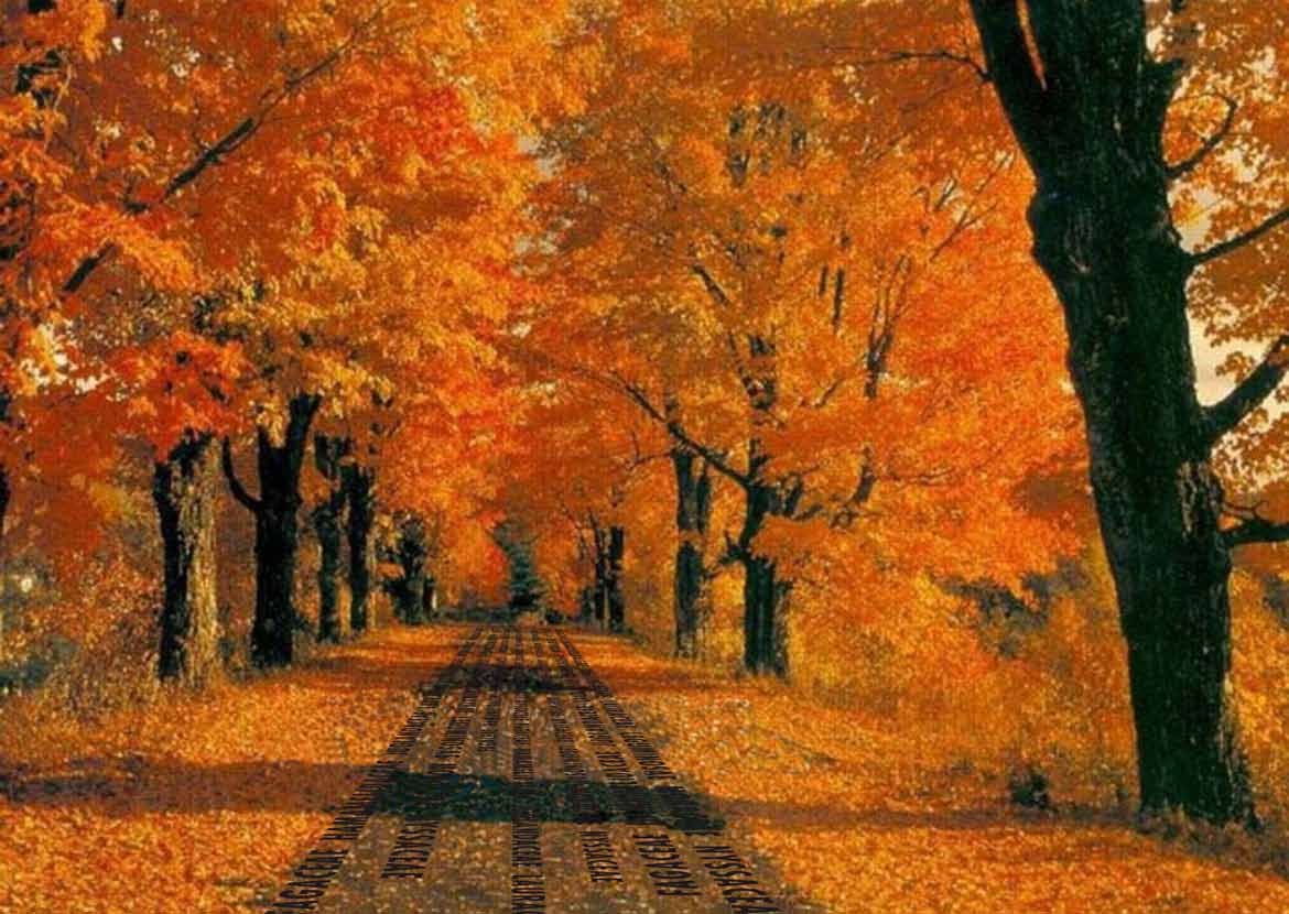 Inside Outside Petra Blaisse, Bibliotheek van de Bomen, Milaan, winnend ontwerp prijsvraag 2004