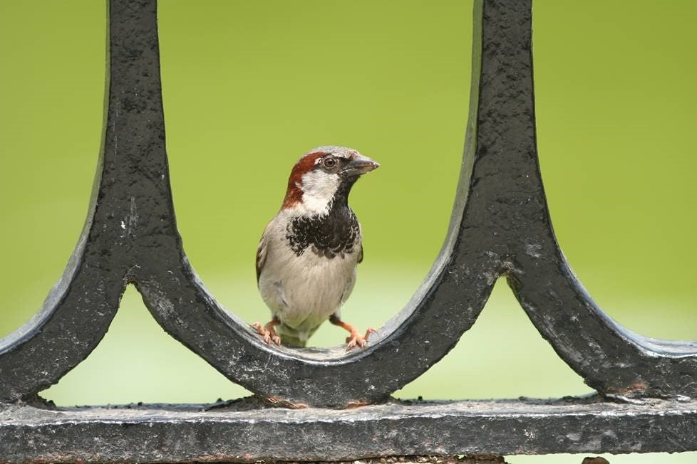 Vogelbescherming lanceert Award Natuurinclusief bouwen