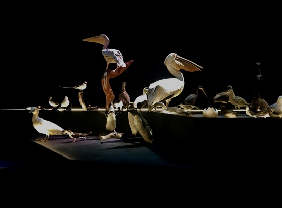 Ontwerp Leven in Naturalis door Kossmann.deJong