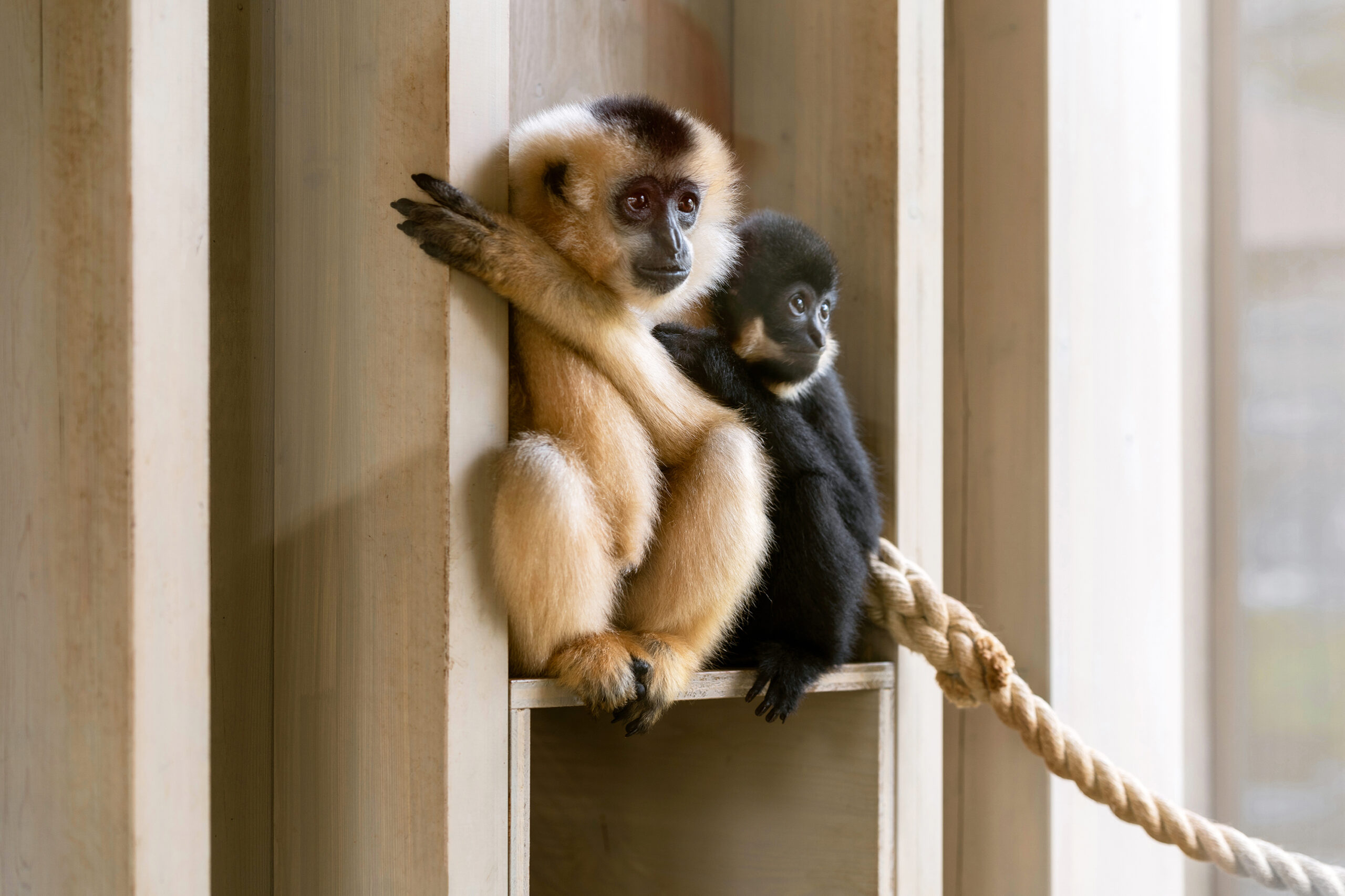 ATELIERFRONT-ARTIS-Amsterdam-Gibbonpaviljoen. Beeld Laura Zalengaweb