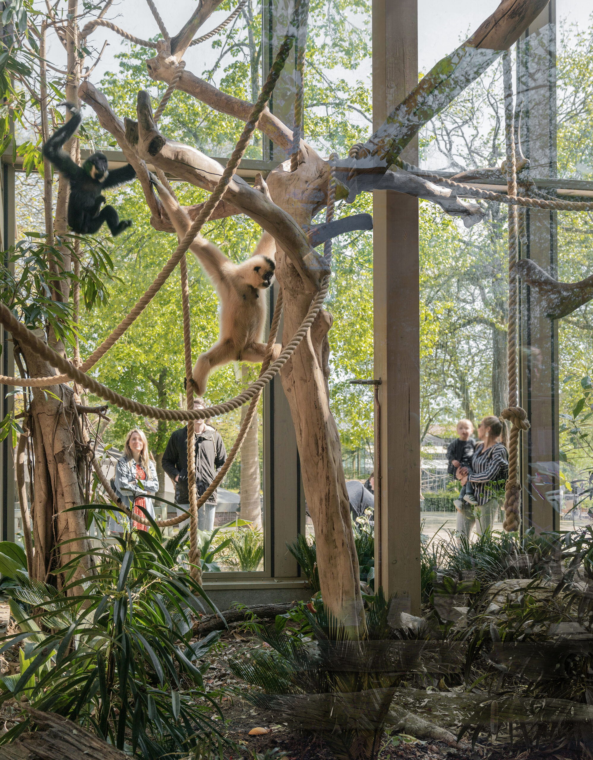 ATELIERFRONT-ARTIS-Amsterdam-Gibbonpaviljoen. Beeld Laura Zalengaweb