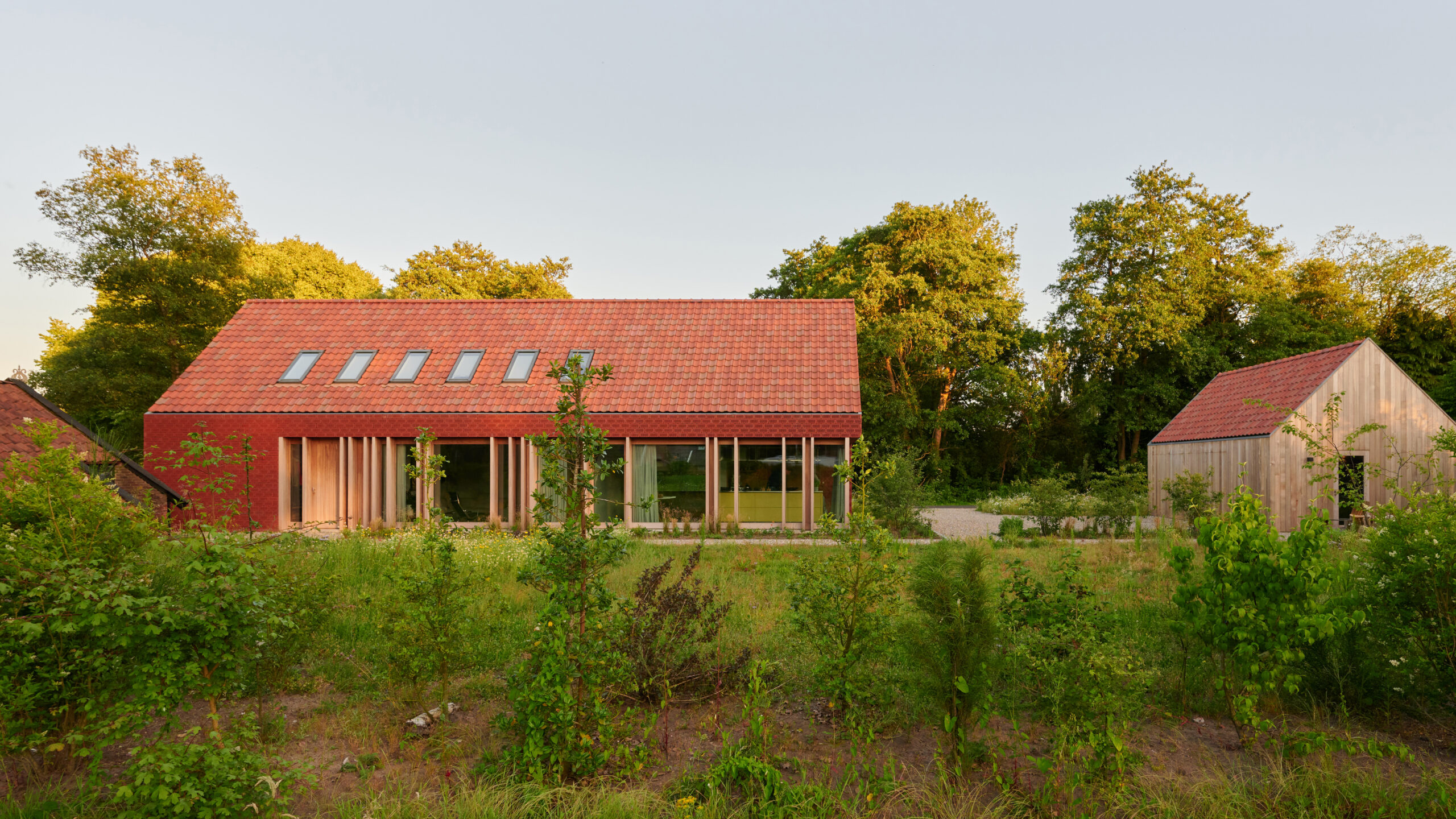 Drents Rood. Beeld Ronald Zijlstra