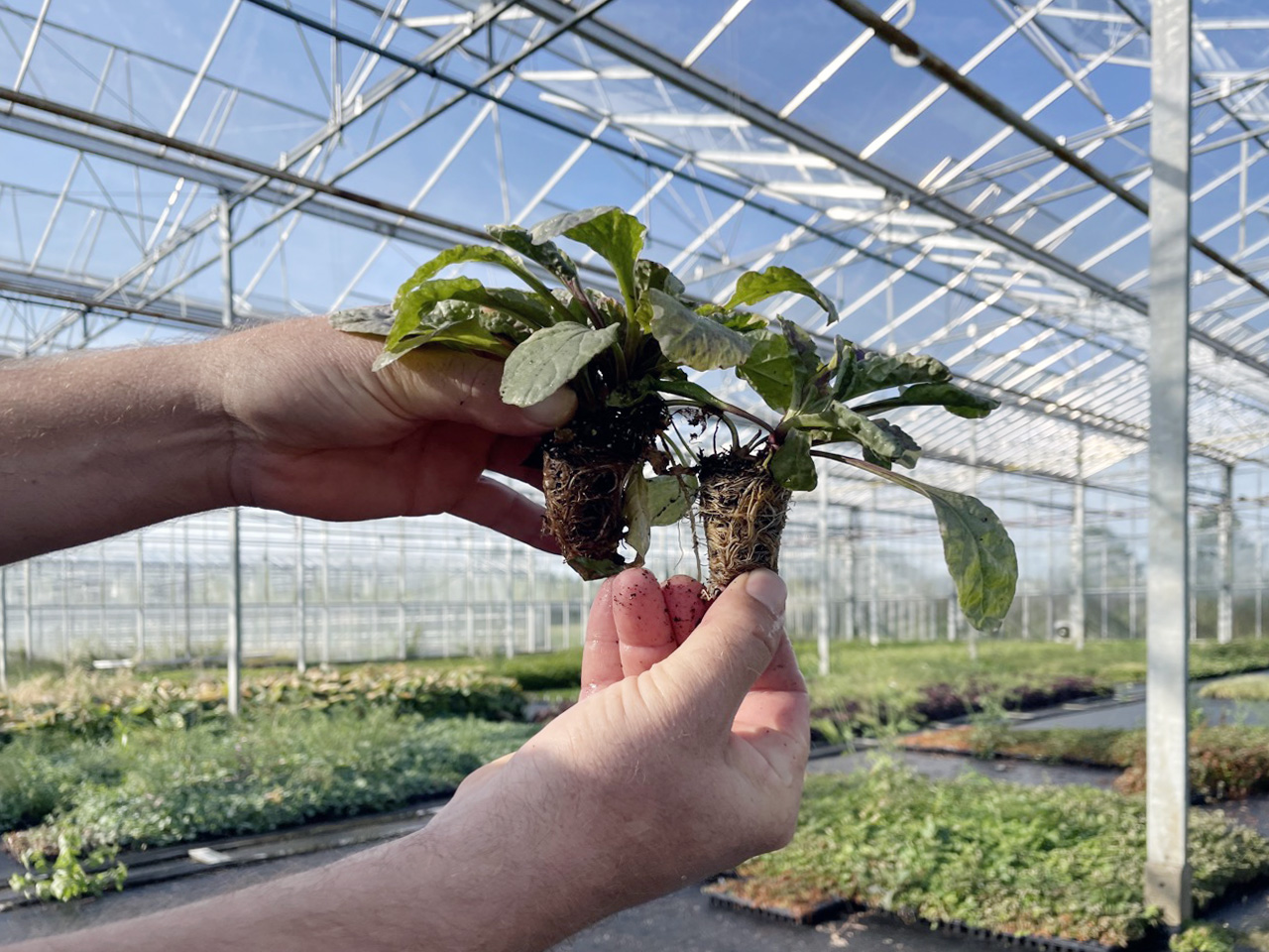 Beeld Mercado Groningen | architectencombinatie Loer Architecten en De Zwarte Hond | fotograaf Sebastian van Damme