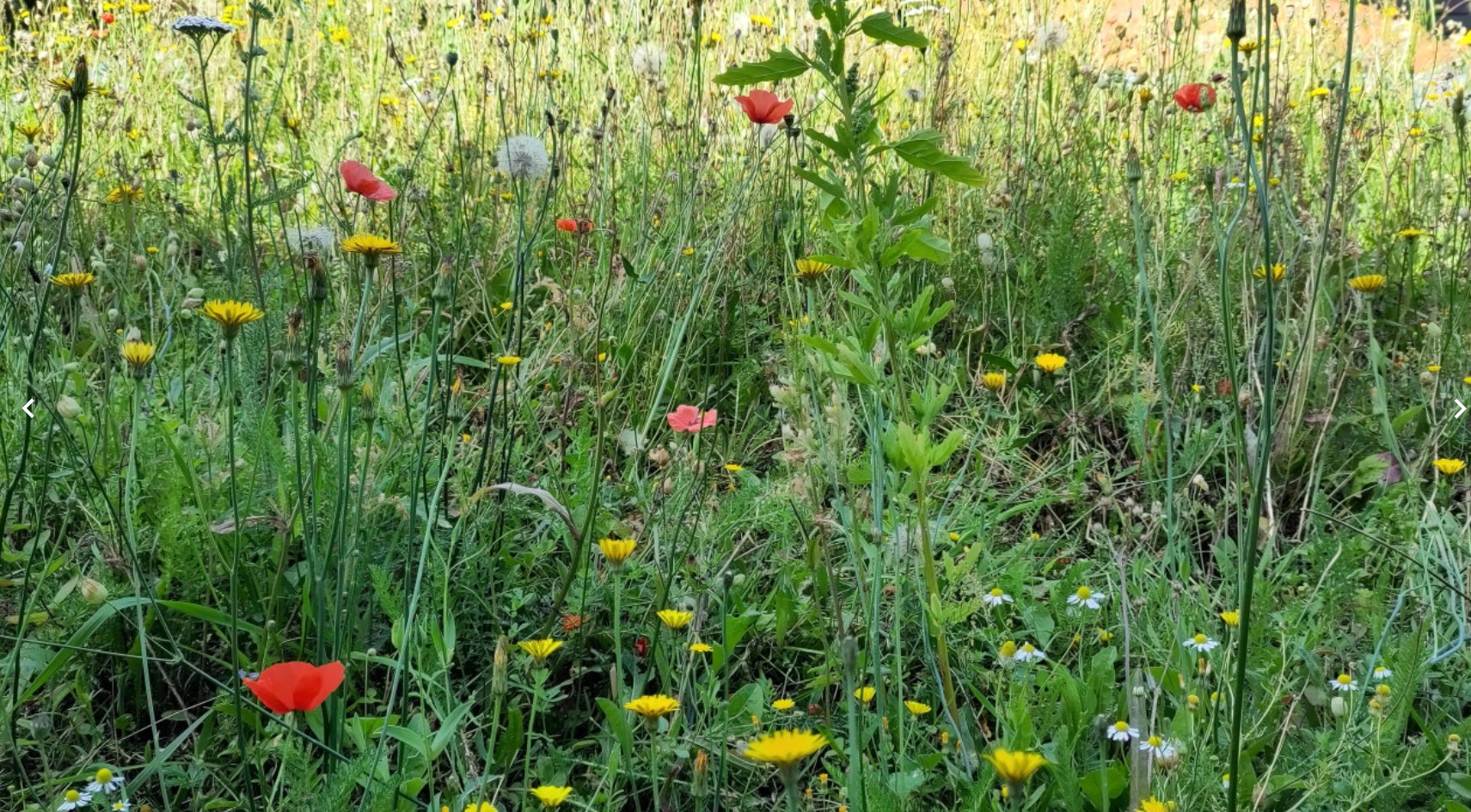 Dakbloemenweide maakt furore