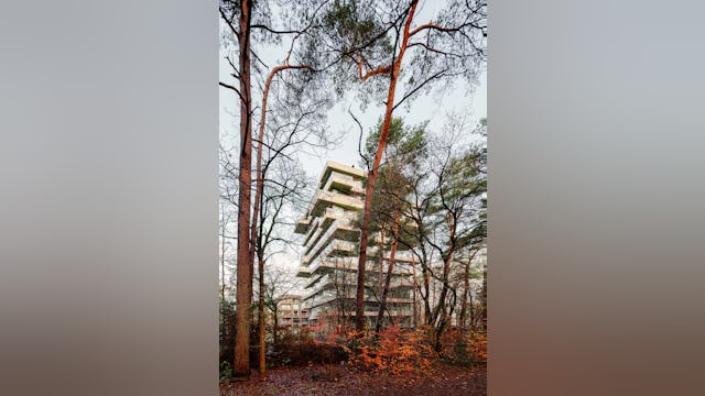 Toren in het bos. Beeld Sebastian van Damme