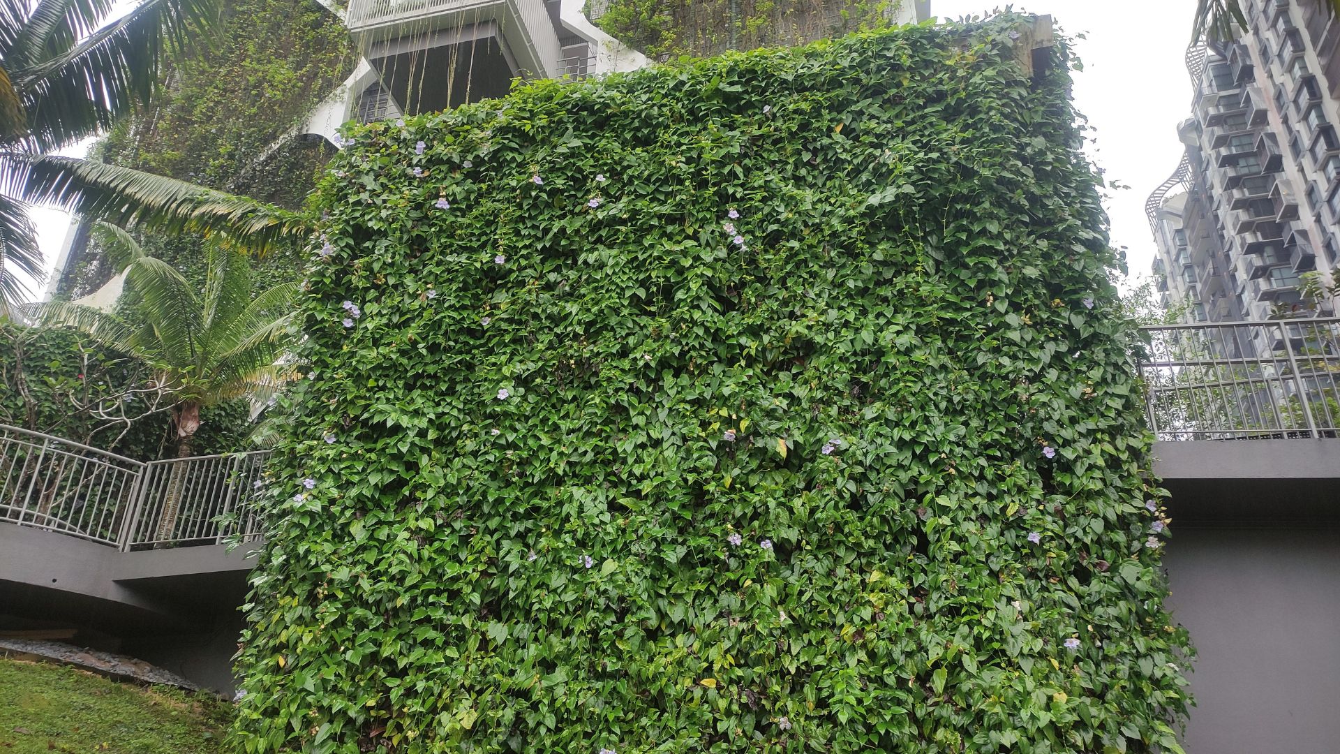 Een gevel van de Tree House Condominium in Singapore, bedekt met de klimplant Thunbergia grandiflora. Beeld Katharina Hecht